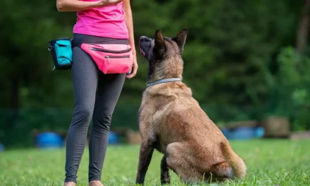 5 Ventajas Increíbles de aprender adiestramiento canino
