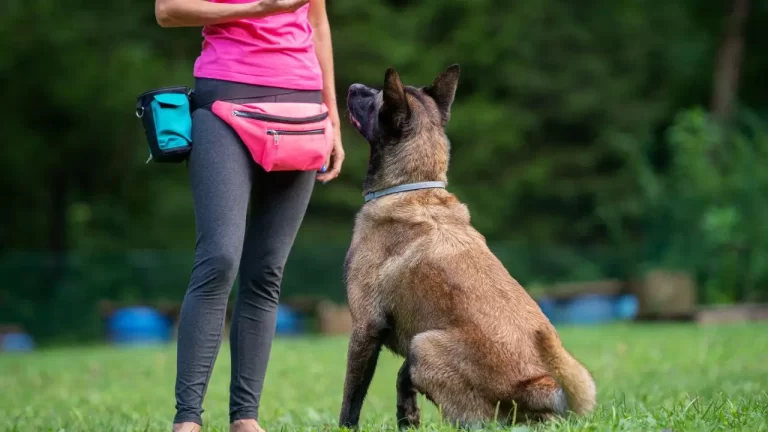adiestramiento canino